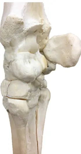 Figure 1 : Vue palmaro-médiale des os d’un carpe droit de cheval  2.  Ligament commun palmaire 