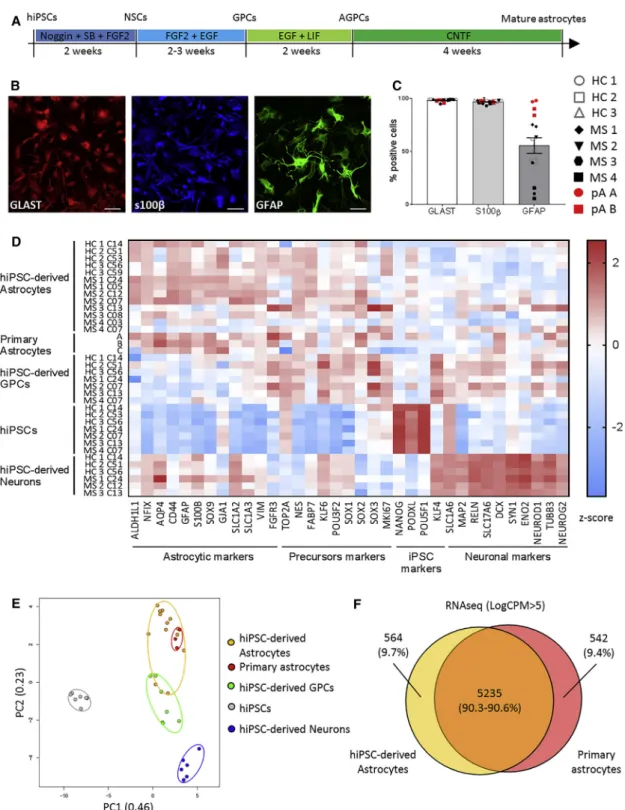 Figure 1. iPSCs from Control Subjects and MS Patients Efficiently Differentiate into Mature Astrocytes