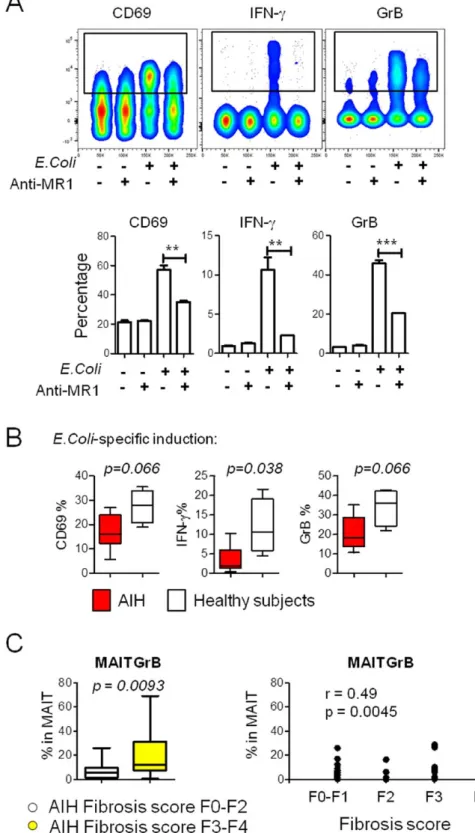 FIG. 5. MAIT cells from AIH patients  were defective in IFN-γ production  upon  in vitro bacterial stimulation and  their  ex vivo activity (GrB) correlates  with severe fibrosis at diagnosis