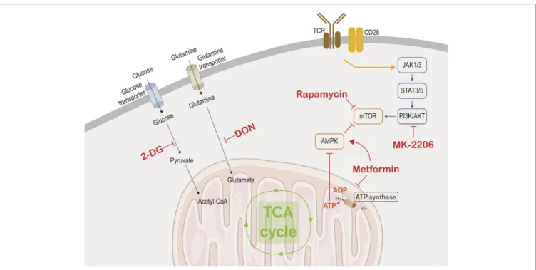 FiGURe 2 | immunometabolic targets. This figure depicts the different metabolic and transcriptional pathways involved in the immunometabolic functions of CD8  T cells