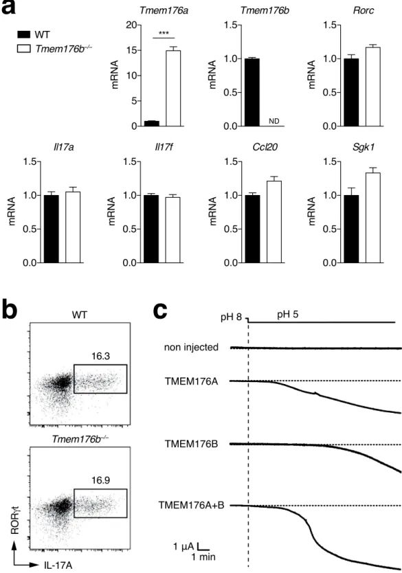 Figure 3.  Expression compensation and ion channel activity of Tmem176a and b. (a) Naive CD4 +  T  cells from WT or Tmem176b −/−  mice were stimulated with anti-CD3 and anti-CD28 under Th17 polarising  conditions for 3 days