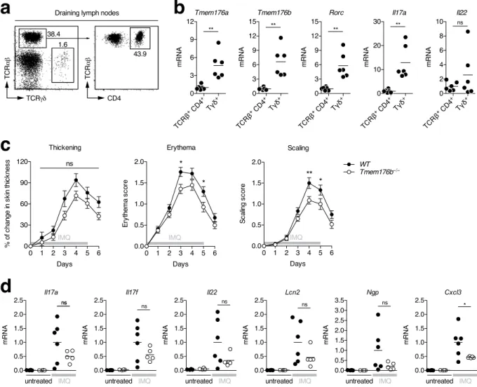 Figure 6.  Tmem176b single-deficient mouse susceptibility to the development of psoriasis-like dermatitis