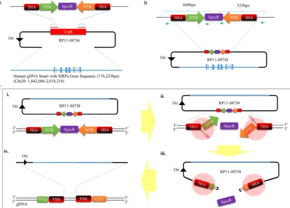 Figure 1.  Strategy for converting hSIRPA-BAC DNA into a piggyBac transposon. (A) Diagram illustrating  the strategy used for retrofitting hSIRPA-BAC DNA (RP11-887J4) with piggyBac TIR elements