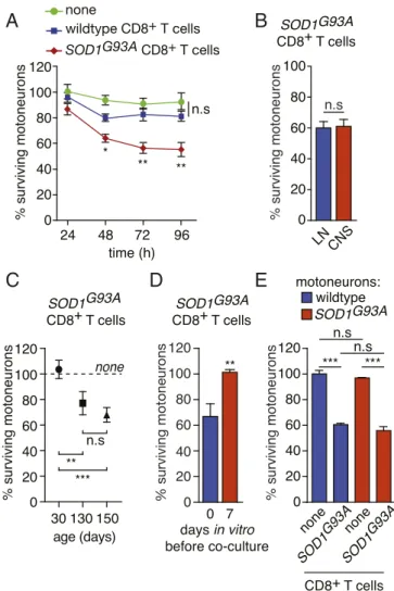 Fig. 3. Mutant SOD1-expressing CD8 + T cells selectively trigger the death of motoneurons in vitro