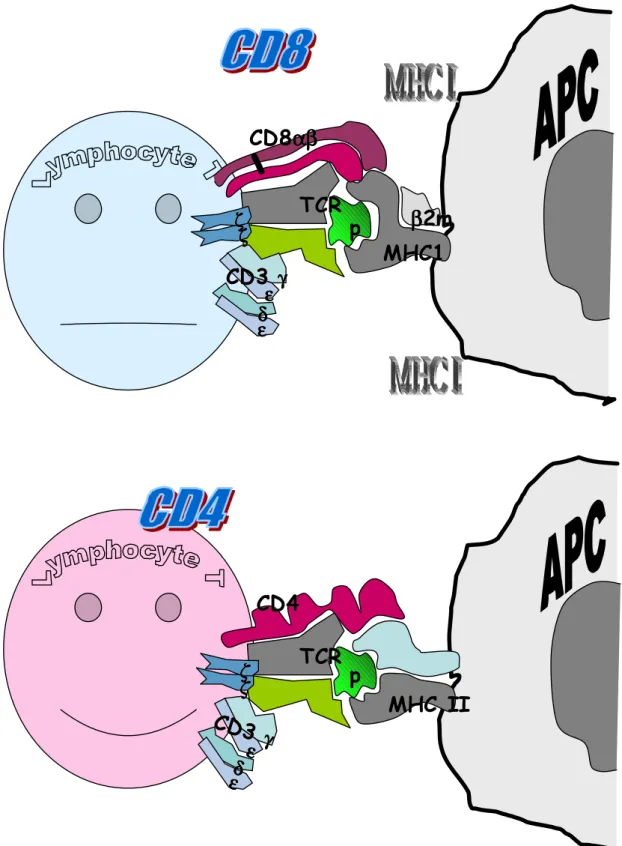 Figure  2.9  :  Reconnaissance  du  complexe    peptide-MHC  par  le  récepteur  TCR  du  lymphocyte  T  (CD4+ ou CD8+)