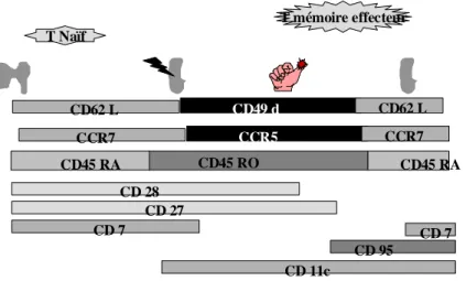 Figure 2.11 : Vie du lymphocytes en périphérie. Evolution phénotypique au cours de la maturation  induite par la rencontre avec l ’antigène pertinent
