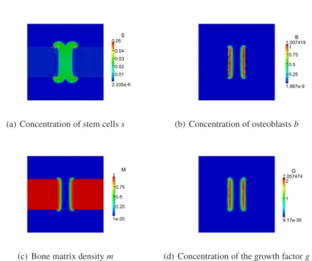 Fig. 3 Bone matrix density, concentrations of stem cells, osteoblasts and growth factor at T = 2 days