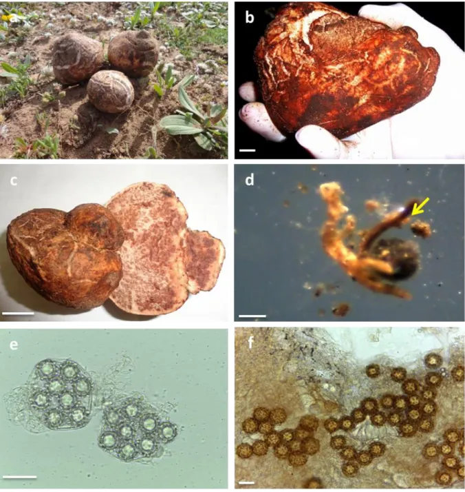 Fig. 5: Terfezia arenaria (Moris) Trappe (1971) (Photograph © DAFRI A)