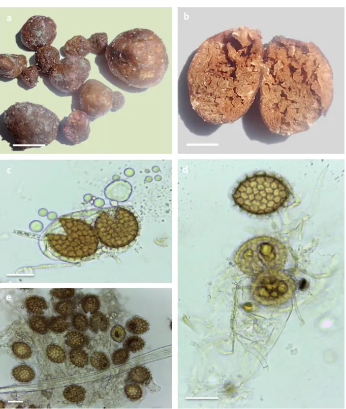 Fig. 6: Tuber gennadii (Chatin) Patouillard 1903 (Photograph © DAFRI A) 