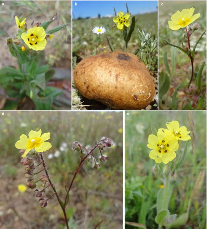 Fig. 3:    Tuberraria guttata (L.) Fourr., 1868 flower variation  (Photograph © DAFRI A)