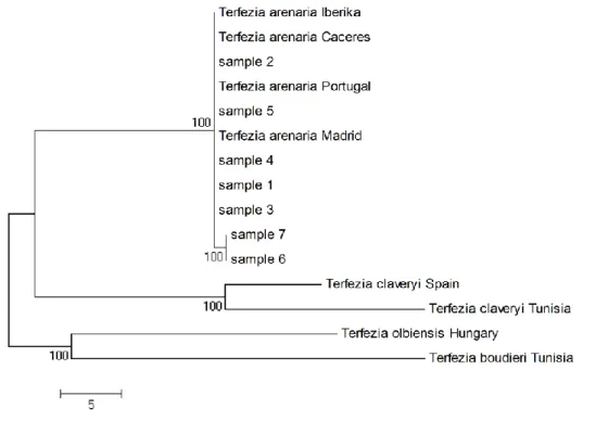 Fig. 4: Genealogic tree of Terfezia arenaria from north-eastern Algeria 