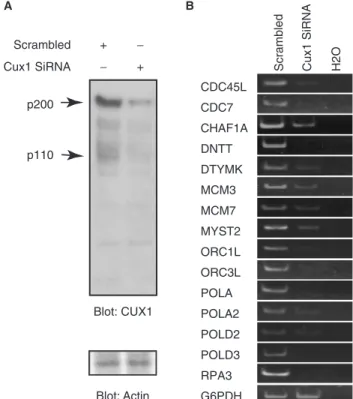 Figure 7. Knockdown of CUX1 using siRNA causes a decrease in the expression of DNA replication target genes