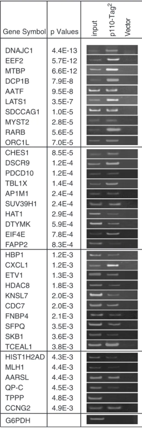 Figure 2. PCR analysis of target promoters with various P-values.
