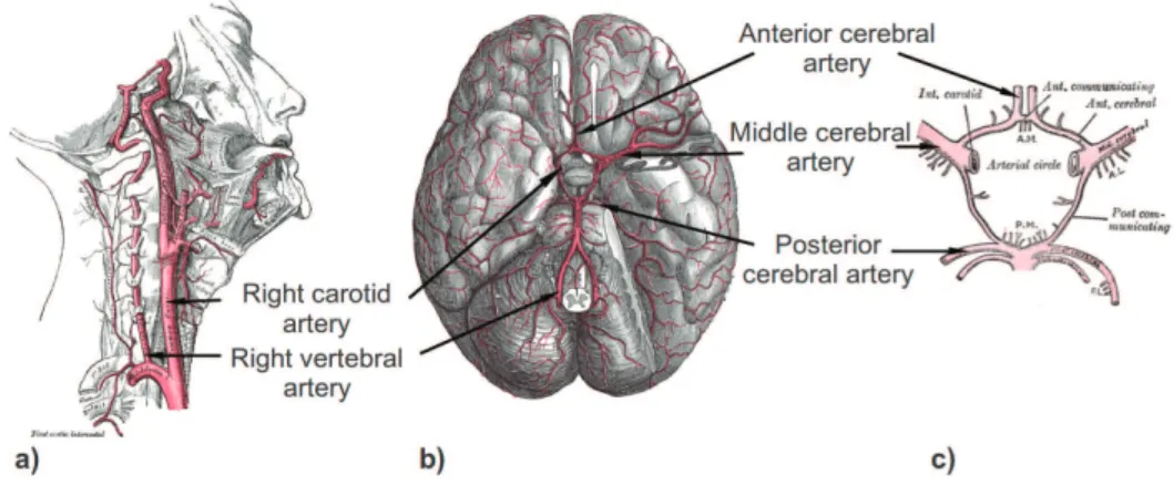Figure 1.3: Main brain arteries, from [Gray 1918]. Lateral view displaying the carotid and vertebral arteries entering the skull on the right part of the brain (a).