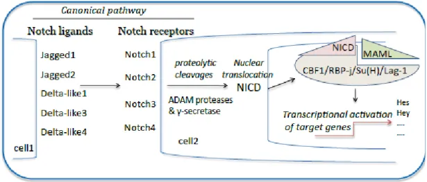 Figure 1. Schematic illustration of the canonical Notch signaling pathway. Notch is a  heterodimeric cell-surface receptor family (Notch 1–4)