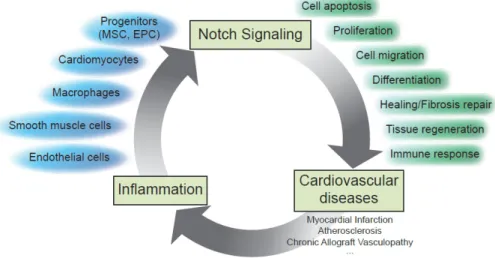 Figure 2. Contribution of Notch signaling in dynamic communication and cellular  adaptation between immune, vascular and cardiac cells and in the control of the inflammatory  reaction in damaged tissues