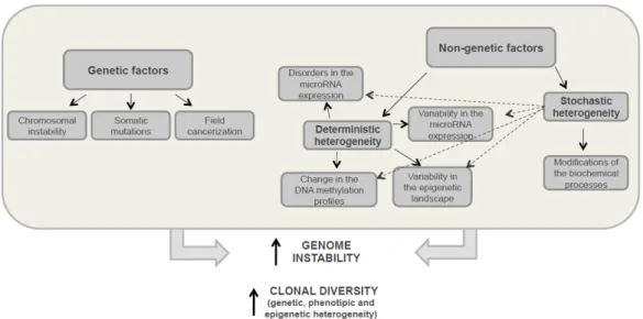 Figure 3. Development factors for tumour heterogeneity. This diagram shows the genetic and non-genetic  mechanisms that occur in tumour cells enhancing genome instability and leading to both increased clonal  diversity, and the development of genetic, phen