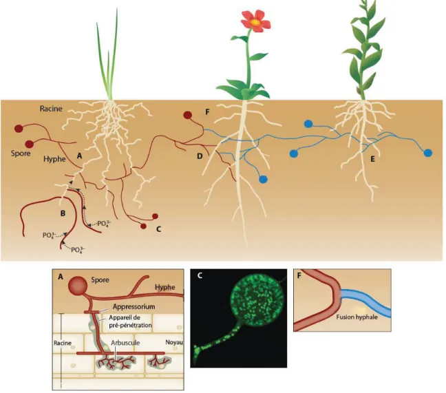 Figure 1.1. Établissement de la symbiose et mode de vie des CMA. Figure modifiée à  partir de Sanders &amp; Croll (2010) (A) les spores du champignon germent dans le sol