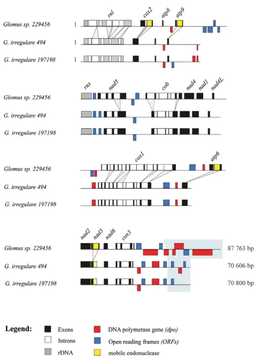 Figure 2.2. Comparative view of the three mitochondrial genomes linear maps. The exons  (black), introns (white), rDNA (gray), dpo plasmid insertions (red), ORFs (blue) and mobile  endonuclease (yellow) are represented