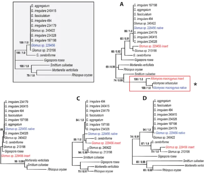 Figure 2.5. Native and inserted C-terminals unrooted maximum likelihood phylogenetic  trees