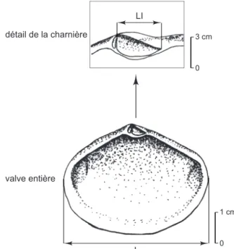 Fig. 13 – Chondrophore et longueur totale d’une valve de  scrobiculaire (Scrobicularia plana) : Ll, longueur du ligament  interne ; L, longueur de la valve (DAO : C