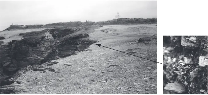 Fig. 2 – Vue du lambeau de niveau coquillier en falaise de Saint-Gildas 1b à Préfailles (Loire-Atlantique) (clichés : C