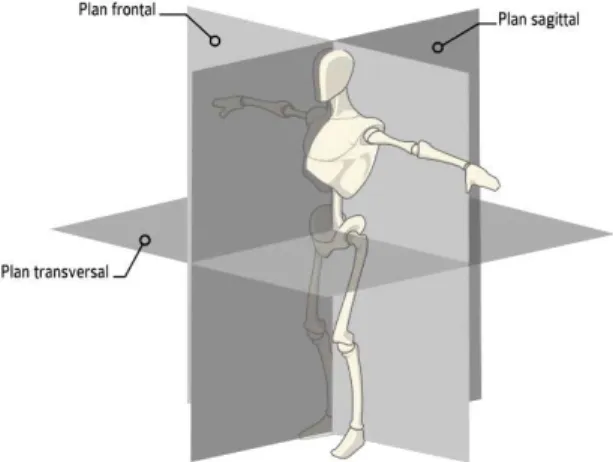 Figure 6 - Plans anatomiques. 