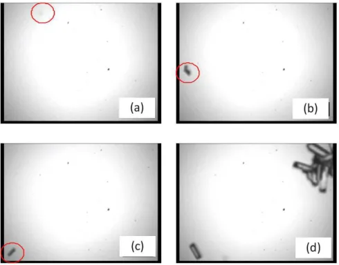 Figure  2:  2D  images  obtained  using  the  in  situ  imaging  probe:  acquisition  of  the  very  first  observable crystals in the crystallizer after the onset of nucleation