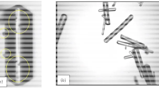 Figure 8. Pictures of AO crystals obtained in situ after unseeded cooling crystallization (in situ  video acquisition)