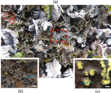 Figure 1. Reproductive parts of the lichen P. crocata. The thalli of the lichen species collected on the  fern Blechnum penna-marina (a)