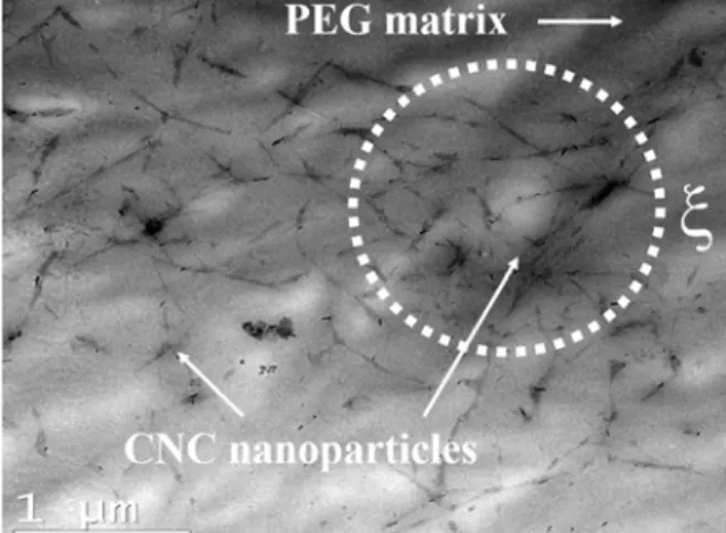 FIG. 2. TEM image of a PEG/0.2 vol% spray-dried CNC nanocomposite.