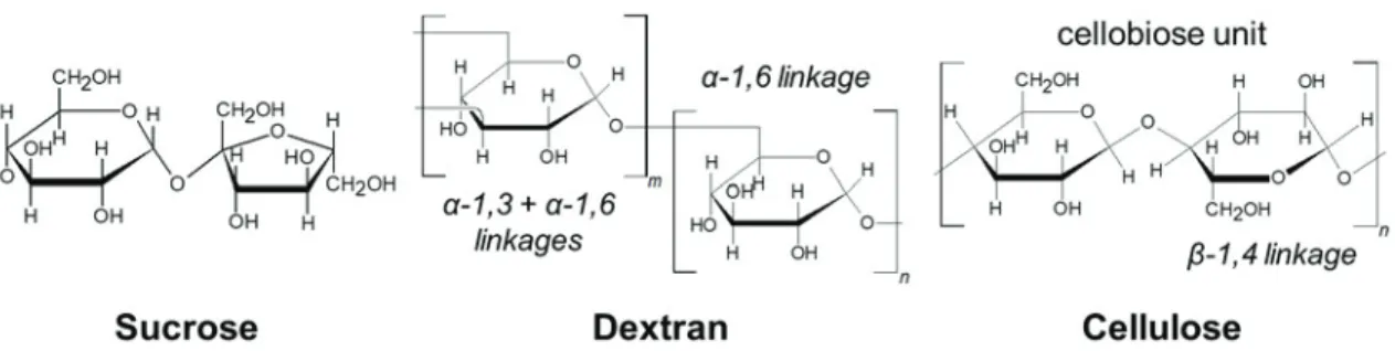 Fig. 1 – Chemical formulae of sucrose, dextran, and cellulose. Dextran is a branched polymer of  anhydroglucose units linked either in  α -1,6, or both in  α -1,6 and  α -1,3