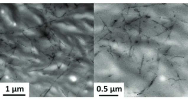 Fig. 5 – Transmission electronic imaging of a 0.25 wt% CNC/PEG nanocomposite thin film
