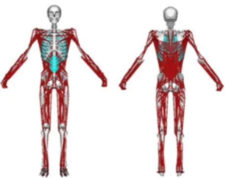 Fig. 1. The whole-body model visualized in OpenSim