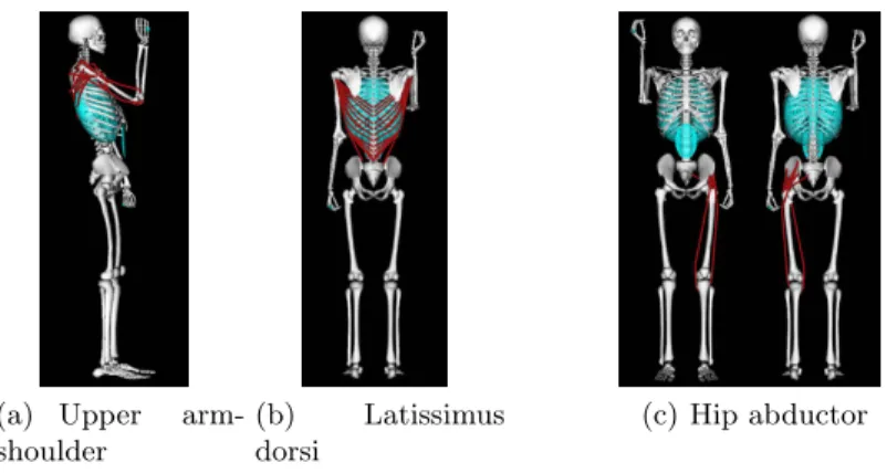 Fig. 3. Locations of three muscle groups