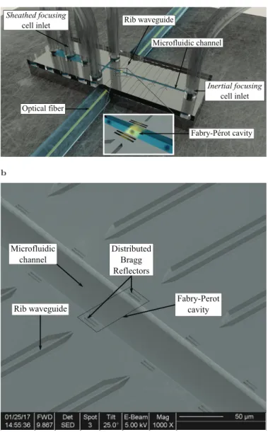 Fig. 1. Illustrations of the microphotonic cell sensor with (a) 3D rendering of the assembled device using Blender Software and (b) SEM image of the microfabricated rib waveguides, DBRs,  Fabry-P´ erot cavities and microﬂuidic channel.