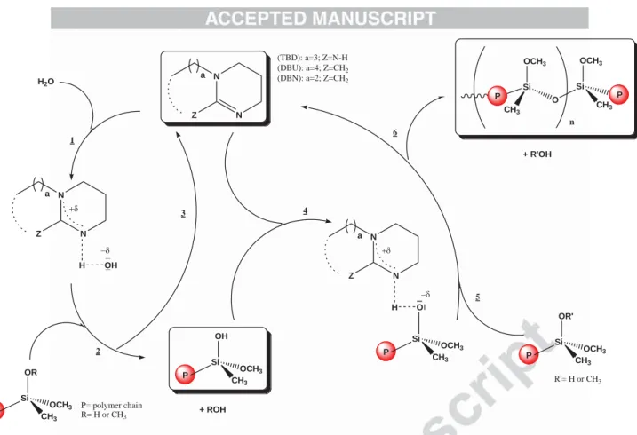 Fig. 5: Catalytic activation of hydrolysis (a) and condensation (b) step of SMP1 using guanidine as organocatalysts 