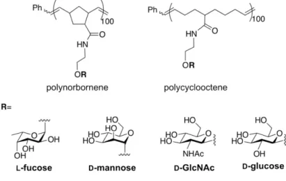 Figure  2.3  Structures  of  glycopolymers  based  on  polynorbornene  and  polycyclooctene  backbones synthesized by ROP