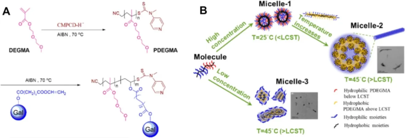 Figure 2.8 (A) Synthesis of thermo-responsive block copolymers containing oligo(ethylene  glycol)  side-chains  via  sequential  RAFT  polymerization  and  (B)  their   self-assembled  micelles:  micelle-1  at  [P]  =  0.20  mg  mL -1   and  25  °C;  micel