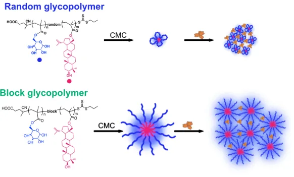 Figure 2.12 Self-assembly and lectin binding of random and block glycopolymers containing  betulin