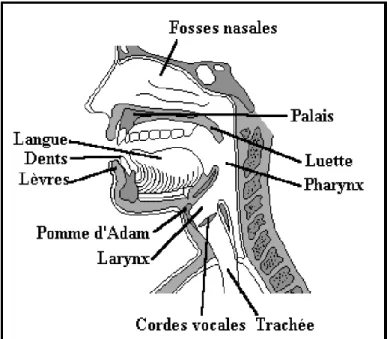 Fig. I.1 : Coupe de l’appareil phonatoire humain  [2]