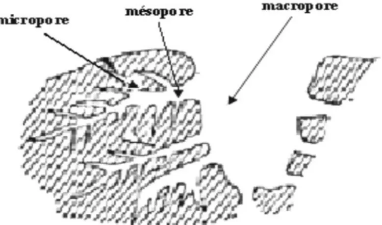 Figure III.5 : Structure des pores de Charbon Actif 