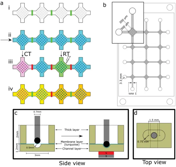 Figure 1. Elements involved in a spheroid culture chamber array (SCCA) design. (a) Working principle of a microﬂuidic SCCA: (i) all valves are open (shown in green between each culture chamber containing 5 × 5 wells) to ﬁll the device with a cell suspensio
