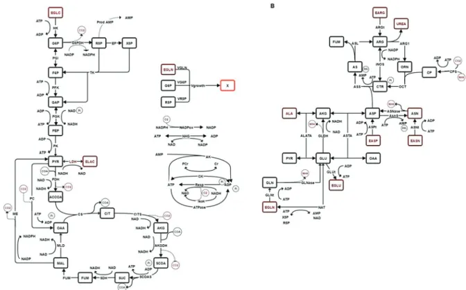 Figure 1.  Description of the metabolic network of the model. (A) Central carbon metabolism and 