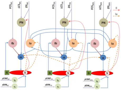 Figure 1. Spinal circuitry. Connections ending with a fill dot are inhibitory 