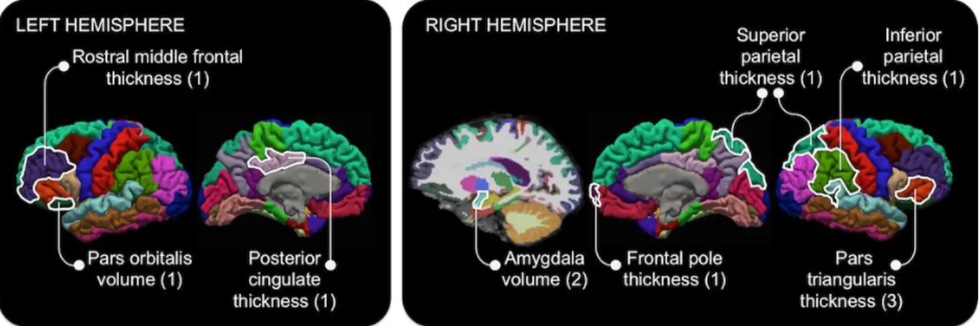 Figure  2.  Locations  of  increased  gray  matter  estimated  with  FreeSurfer  automated  segmentation  in  association  with  markers  of  OSA  severity