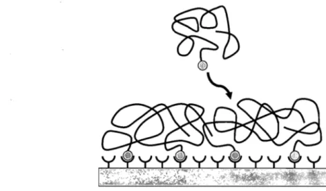 Figure 1.6 :  Limite du  «  greffage sur» : barrière à l'insertion de nouveaux polymères