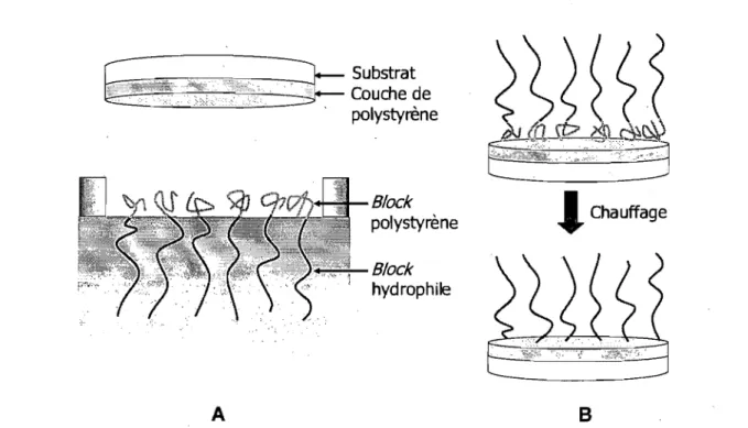 Figure 1.8  :  Représentation schématique de la technique de greffage développée par Currie  et  coll