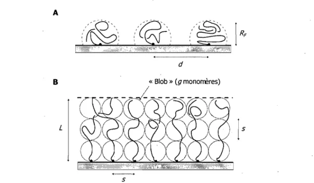 Figure 1.14 :  Représentation schématique des conformations (A) champignon et (B) brosse