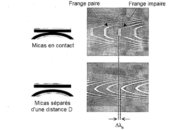 Figure 2.4 : Principe de la mesure de distance.  La forme des franges FECO diffère lorsque les  surfaces de  mica sont au contact (franges aplaties) ou séparées d'une distance  D  (franges 